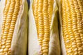 Macro view of three corn cobs. Nice macro background of healthy food Royalty Free Stock Photo