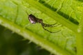 Nice macro image of a spider web sitting on its web with a blurred background and selective focus. A spider in a web is a close-up
