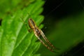 Nice macro image of a spider web sitting on its web with a blurred background and selective focus. A spider in a web is a close-up