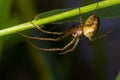 Nice macro image of a spider web sitting on its web with a blurred background and selective focus. A spider in a web is a close-up