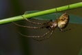 Nice macro image of a spider web sitting on its web with a blurred background and selective focus. A spider in a web is a close-up Royalty Free Stock Photo