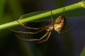 Nice macro image of a spider web sitting on its web with a blurred background and selective focus. A spider in a web is a close-up Royalty Free Stock Photo