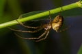 Nice macro image of a spider web sitting on its web with a blurred background and selective focus. A spider in a web is a close-up