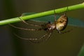 Nice macro image of a spider web sitting on its web with a blurred background and selective focus. A spider in a web is a close-up