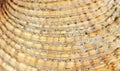 Nice macro photo material structure of seashell Royalty Free Stock Photo
