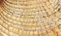Nice macro photo material structure of seashell