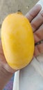 Nice mango for eating