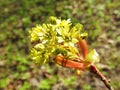 Beautiful maple tree flower in spring, Lithuania Royalty Free Stock Photo