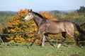 Nice mare on autumn pasturage Royalty Free Stock Photo