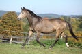 Nice mare on autumn pasturage Royalty Free Stock Photo