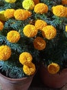 Nice Marigold flower image.