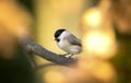 Nice marsh tit Parus palustris with autumn colors background, orange yellow brown