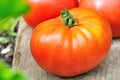 A nice meaty tomato Royalty Free Stock Photo
