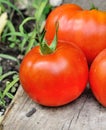 A nice meaty tomato Royalty Free Stock Photo