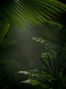 Nice mist  green tropical jungle Royalty Free Stock Photo