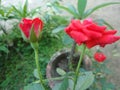 Nice morning rose flower in sri lanka