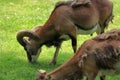 A nice mouflon at the Bucov zoo Royalty Free Stock Photo