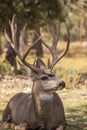 Nice Mule Deer Buck Bedded Royalty Free Stock Photo