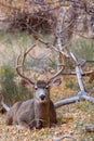 Nice Mule Deer Buck Bedded Royalty Free Stock Photo