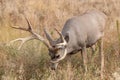 Nice Mule Deer Buck Grazing Royalty Free Stock Photo