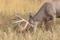 Mule Deer Buck Grazing Royalty Free Stock Photo