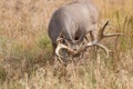 Mule Deer Buck Grazing in Colorado Royalty Free Stock Photo