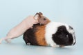 Guinea pig rodent domestic animal