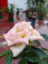 Nice natural amazing rose flower