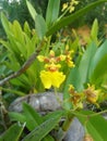 Kandyan dance flower of sri lanka