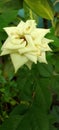 Nice natural white greenish roses.