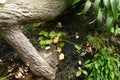 Nice natural wild begonia