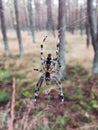 Big Spider In The Forest