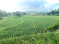 Nice nature panorama agriculture lansdcape