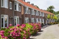 Nice neighborhood with flowers in the street Royalty Free Stock Photo