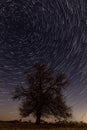 Nice night scene with many stars and tree