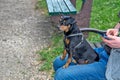 Nice obedient black Miniature Pinscher dog sitting on its owner& x27;s lap and observing the surroundings