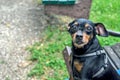 Nice obedient black Miniature Pinscher dog sitting and looking at the camera in the park