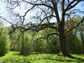 Old oak tree in park in spring, Lithuania Royalty Free Stock Photo