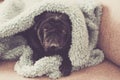 Nice old pug under the sheet at home. Royalty Free Stock Photo