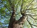 Beautiful old spring tree, Lithuania Royalty Free Stock Photo