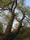 Old beautiful tree in spring, Lithuania Royalty Free Stock Photo