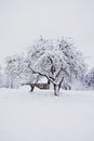 Nice old village house in the middle of beautiful winter with lots of white snow and trees. Royalty Free Stock Photo