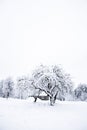 Nice old village house in the middle of beautiful winter with lots of white snow and trees. Royalty Free Stock Photo