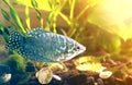 Nice one gray and blue big fish swimming in aquarium on blurred bright sunny background of water plants, shells and moss. Keeping Royalty Free Stock Photo