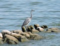 Beautiful heron bird on stones near lake coast, Lithuania Royalty Free Stock Photo