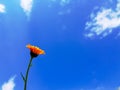 Nice orange flower calendula on sky background Royalty Free Stock Photo
