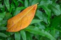 A nice orange leaf all alone amidst the dark green shrubbery. It`s a concept as if the crowd envelopes the individual in all it`s
