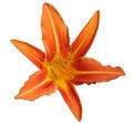 Nice orange lilly isolated Royalty Free Stock Photo