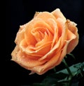 Nice orange rose with water drops Royalty Free Stock Photo