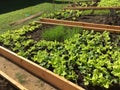 Nice organic family vegetable garden